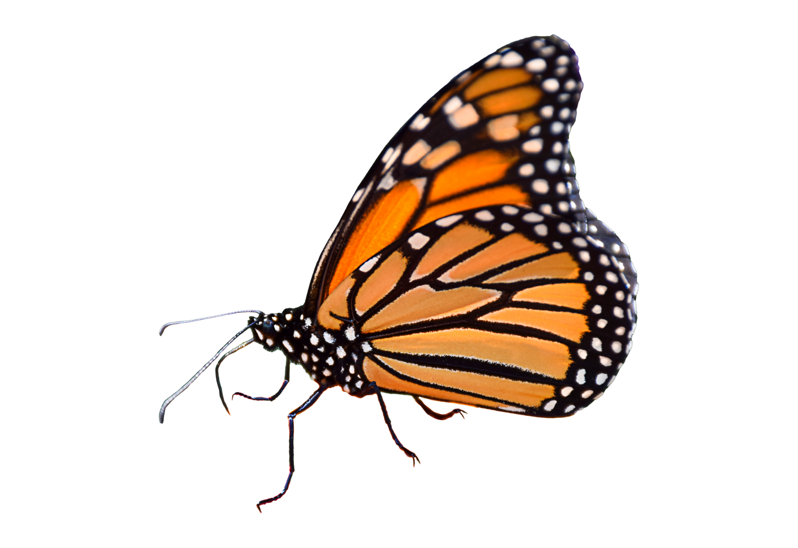 Image of a monarch butterfly